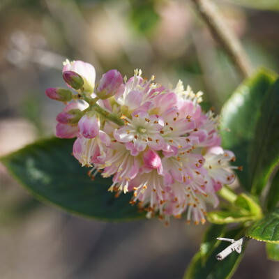 Clethra alnifolia 'Pink Spire' (2)